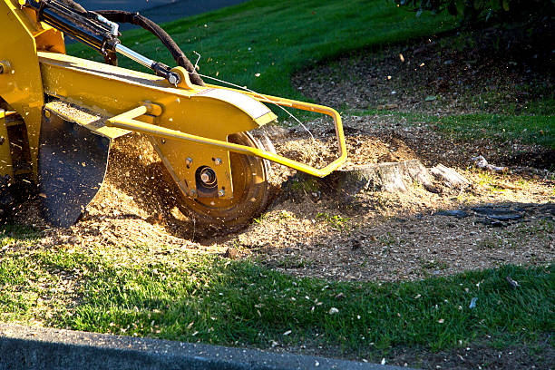 How Our Tree Care Process Works  in  West University Place, TX